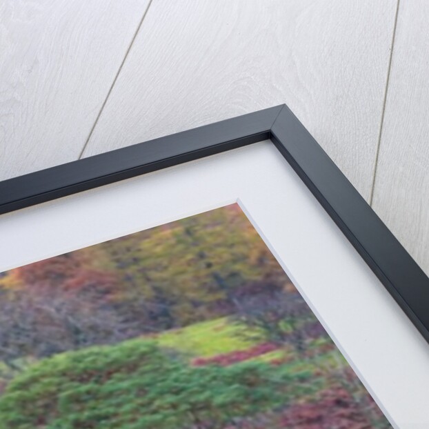 Horse in a field by Assaf Frank